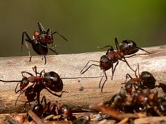 Mravenec lesní,Formica rufa